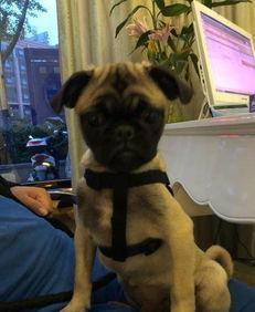 巴哥爆料最新人物是谁,揭秘最新神秘人物身份之谜  第1张